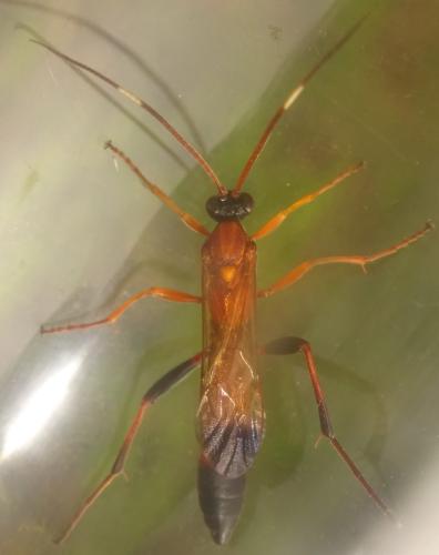 Ctenochares bicolorus